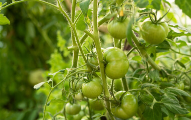 green unripe tomatoes on a branch in a greenhouse