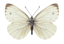 Papillon Piéride Du Navet (Pieris Napi)