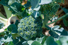 A  Vibrant Green Head Of Fresh Organic Broccoli Growing In A Garden With The Sun Shining On The Green Leaves And Stalk Of The Vegetable. The Broccoli Has Specks Of Yellow In The Cabbage Flower Head. 