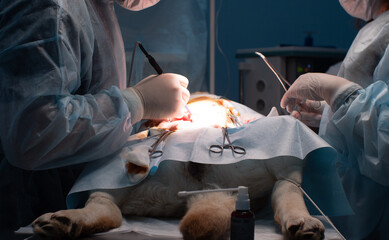 In a veterinary hospital, a surgeon with an assistant performs an operation on a pet. The surgeon makes an incision in the abdomen of the animal with a scalpel. Professional veterinary surgery.
