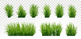 Fototapeta  - Green grass silhouette. Cartoon lines of plants and shrubs for boarding and framing, eco and organic logo element. Vector set spring field planting shapes lawn or borders garden on white background.