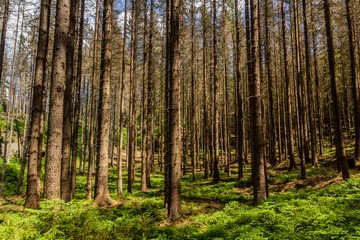  Forest in Bohemian Switzerland, Czech Republic