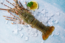 Spiny Lobster Seafood On Ice, Fresh Lobster Or Rock Lobster With Herb And Spices Lemon Parsley On Dark Background, Raw Spiny Lobster For Cooking Food Or Seafood Market