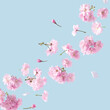 Pink flowers with place for text on a blue sky background. Spring and Summer aesthetic pastel concept.