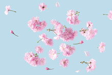 Spring Flowers Fly On A Blue Sky Background. Beautiful Pastel Pink Flower Arrangement. Summer Aesthetic Concept.