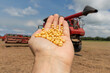 Man's hand full of soy beans and a soybean combine harvester used in harvesting in the background.