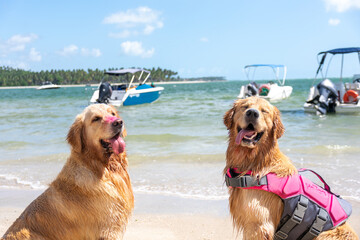 two dogs on the beach