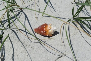 Wall Mural - Seashell on sand dunes in Atlantic coast of North Florida