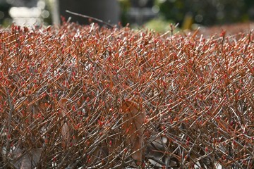 Canvas Print - Enkianthus perulatus flowers. Called 'Dodan-tsutsuji' in Japan, it is an Ericaceae deciduous shrub that can be enjoyed in fresh green, flowers, and autumn leaves.