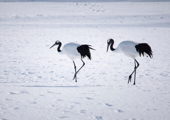 Canvas Print - crane　gruidae