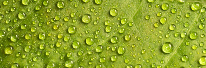 High angle close-up of dew drops on leaves