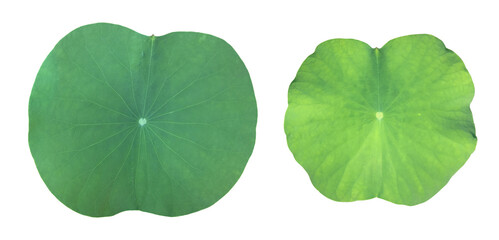 Poster - Isolated fresh and green lotus or waterlily leaf with clipping paths.