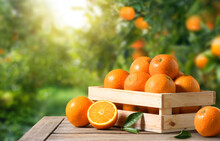 Fresh Oranges In Wooden Crate With Orange Plantation Background.