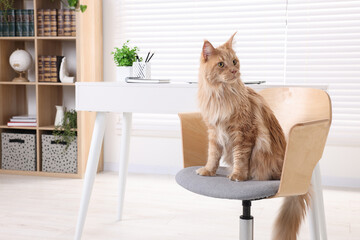 Canvas Print - Beautiful cat sitting on chair near desk at home