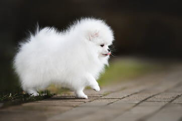 Wall Mural - white cute pomeranian spitz puppy walking outdoors