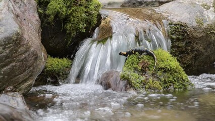 Sticker - On mountain creek, the fire salamander (Salamander salamander)