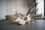 Fototapeta Zwierzęta - 子鹿の頭蓋骨（右向き）