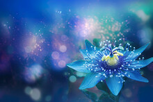 Passiflora Caerulea. Big Beautiful Flower. Blue Passion Flower