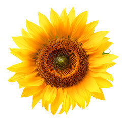 Wall Mural - Yellow sunflower flower. Ai generated.