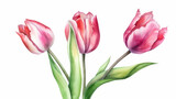 Fototapeta Tulipany - Watercolor 3 tulip on white background, nature made with watercolor, generative ai