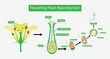 illustration of biology, Flowering plant Reproduction, Flowers contain male sex organs call stamens, Plant reproduction is the production of new offspring in plants, Reproduction in angiosperms
