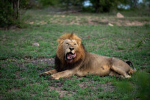 A Male Lion, Panthera Leo, Yawning With His Tongue Out.