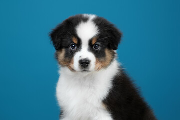 Cute puppy playful Australian Shepherd, portrait on a blue background