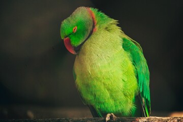 Wall Mural - Closeup of a rose-ringed parakeet (Psittacula krameri) against blurred background