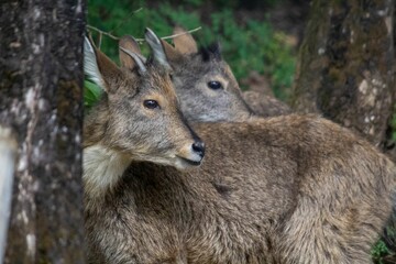 Poster - Closeup shot of a deer with its child hiding behind a tree in the forest