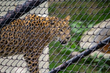 Wall Mural - Blurry leopard behind a metallic fence in a zoo