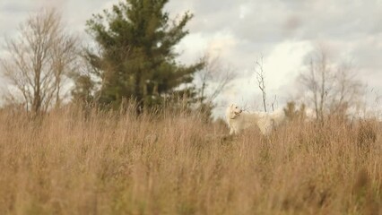 Poster - Adorable fluffy Maremma sheepdog in an agricultural field with lush trees against a cloudy sky