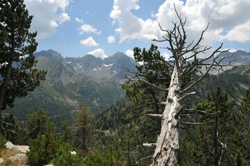 Poster - Dry tree trunk in the green forest with mountains in the background. Catalan Pyrenees, France.