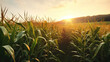 AI generated Corn field at sunset. Beautiful nature scene with green corn field