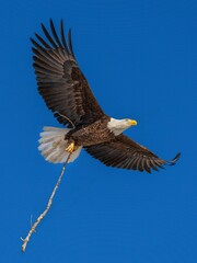 Canvas Print - Vertical shot of a red-tailed hawk flying in the blue sky and holding a wooden stick