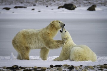 Poster - Sweet polar bears kissing and cuddling on the snow in Wapus National Park