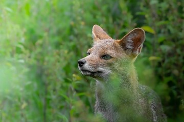 Sticker - Selective of a fox from green foliage