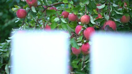 Wall Mural - Generous harvest of red apples on the tree. A garden with fertile fruit trees and a ripe harvest. Smooth camera movement, moving foreground