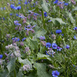 Blue Herbal and medicinal plants  in the country style wild garden -  borage and corn flower.