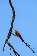 Poster - Rainbow lorikeet perching on a tree branch in the Gawler region of South Australia