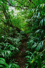 Sticker - Beautiful view of a lovely forest with thick bushes and lush green trees under bright sunlight