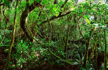 Sticker - Beautiful view of a lovely forest with thick bushes and lush green trees under bright sunlight