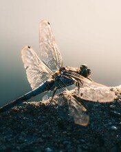A Beautiful Dragonfly Standing On A Rock Next To A Lake