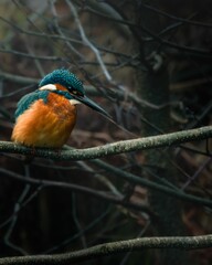 Sticker - Vertical shot of a Common kingfisher sitting on a tree branch