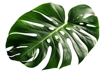  Lush Green Monstera Leaf on Transparent Background, AI Generative