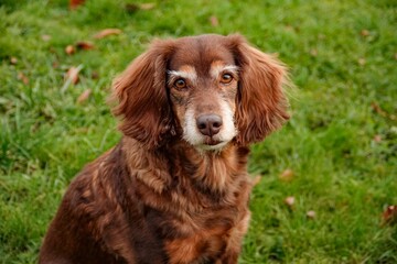 Selective focus shot of Irish Setter in the garden