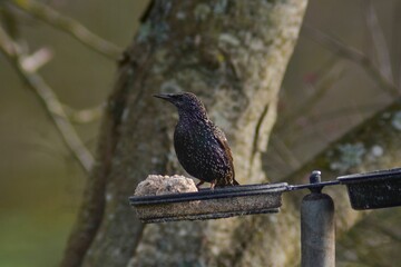 Sticker - Common starling bird eating fatballs in a bird feeder on a tree branch with blur background