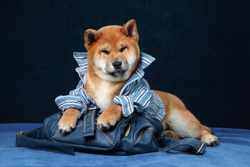 Wall Mural - Funny Shiba Inu puppy in a blue shirt. Red puppy in clothes