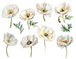 Poppies white set isolated on white background. Generative AI, digital art