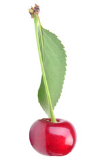 Wall Mural - Cherry fruit isolated 