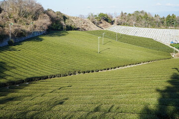 Canvas Print -  Green Tea leaf at Fields in Japan - 茶畑 茶葉 日本